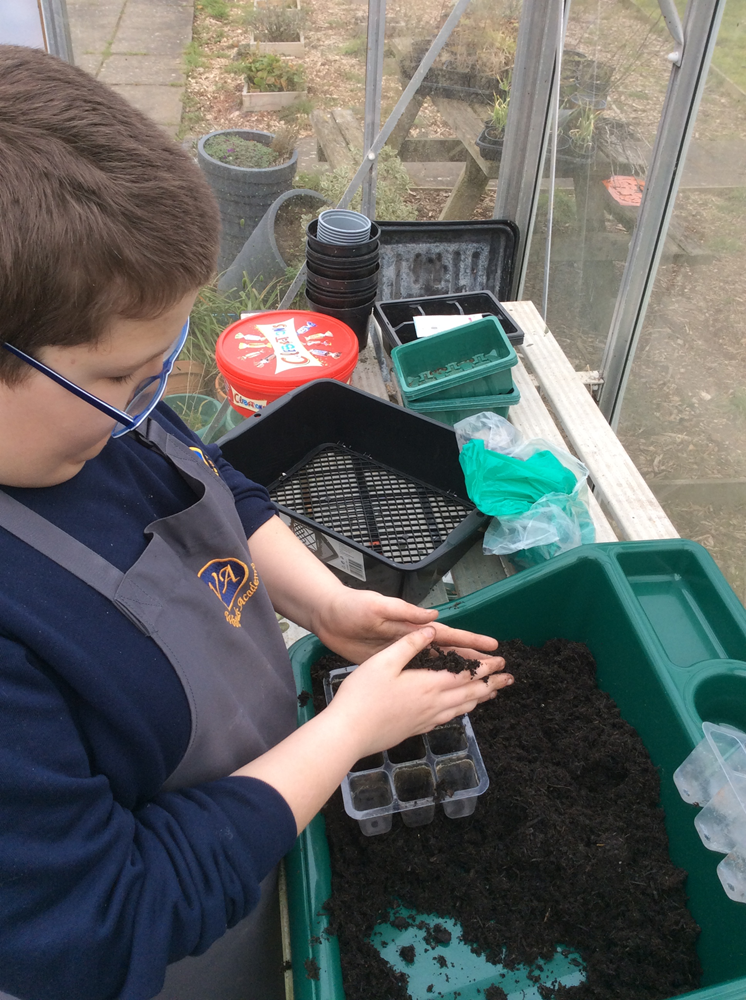 Pupil sows some tomato seeds