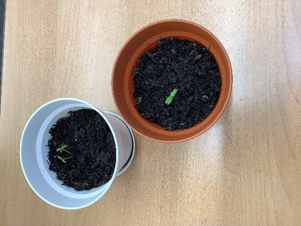 tomato plant peeping through the soil