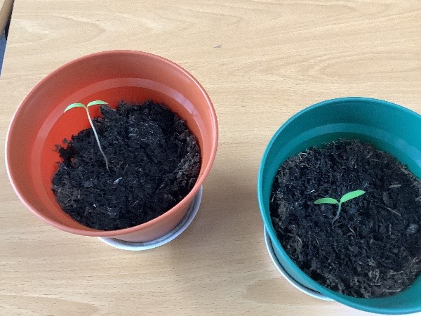 Tomato plants starting to grow